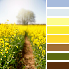 Rapeseed flower palette with complimentary colour swatches.