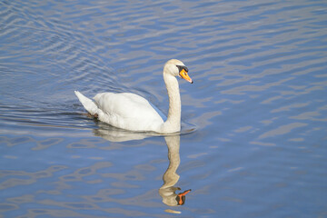 Obraz premium コブハクチョウ