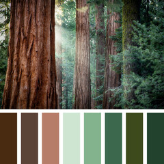 Giant redwood palette with complimentary colour swatches.
