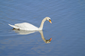 コブハクチョウ