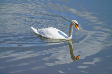 コブハクチョウ