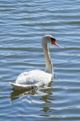 コブハクチョウ