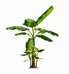 Banana tree isolated on white background with clipping paths for garden design.Economic crops of tropical countries are gaining popularity.