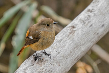Fototapeta premium ジョウビタキ