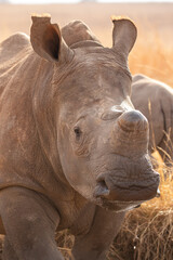 Obraz premium Dehorned White Rhino, South Africa
