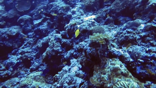 blue and black fishes swim near rock with corals