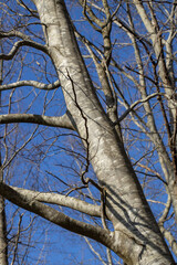 Bare tree stems in winter and blue sky. Forest. Kuinderbos. Kuinre. Noordoostpolder Netherlands.