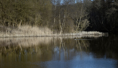 Water and reflections of trees. Forest. Kuinderbos. Kuinre. Noordoostpolder Netherlands.