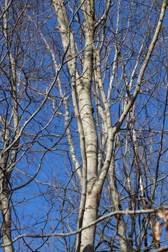 Birch tree stem. Forest. Kuinderbos. Kuinre. Noordoostpolder Netherlands.