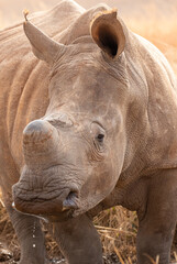 Obraz premium Dehorned White Rhino, South Africa
