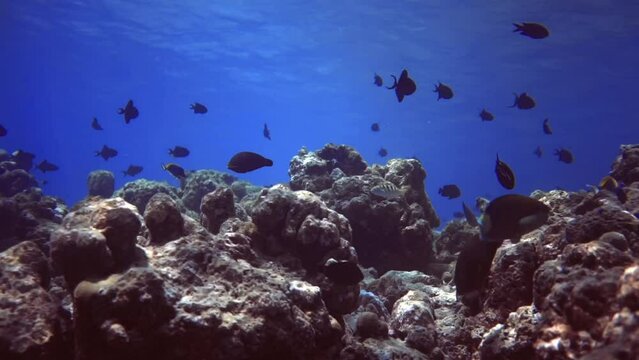 underwater seascape of rocks on bottom and fish among this reef. Maldives 