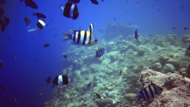 Underwater seascape of vegetation and local residents of coral reef. Maldives