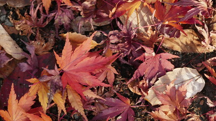 紅葉の盛りが過ぎた頃の地面