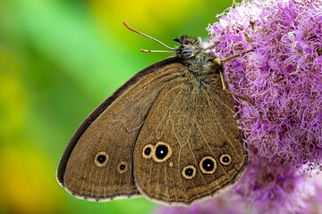 butterfly on a flower