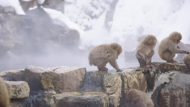 4k Troop of Japanese Macaques gather at geothermal hot pool