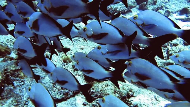 flock of silver skin fish swim near rock of bottom on Maldives