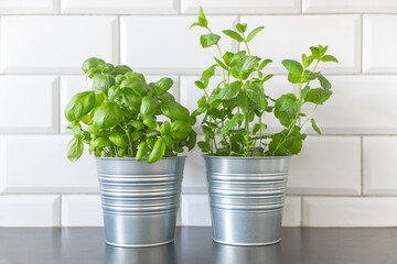 Fresh kitchen herbs in pots. Mixed Green fresh aromatic herbs - melissa mint, basil in pots. Aromatic spices growing in home
