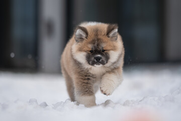 Obraz premium Cute akita inu puppy running through the snow on a blue background. Crazy dog 