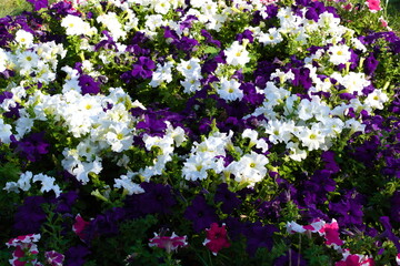 purple and white flowers