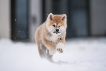 Cute akita inu puppy running through the snow on a blue background. Crazy dog	