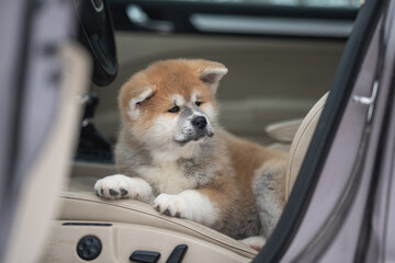 Cute akita inu puppy dog in the car in the middle of the city	