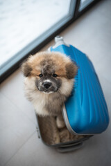 Akita inu puppy dog peeking out of a blue suitcase. Close-up portrait. Traveling with a dog	