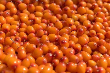 Sea buckthorn berries