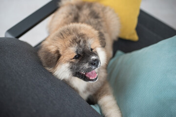 Cute akita inu puppy dog lies among colored pillows. Cozy winter	