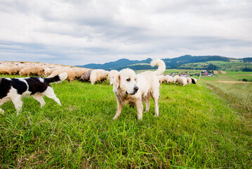 Fototapeta premium Herd of sheep on beautiful mountain meadow. Grywałd, Pieniny, Poland.