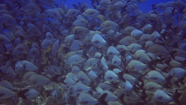 underwater view of coral reef with 2 different flocks of fish. Maldives