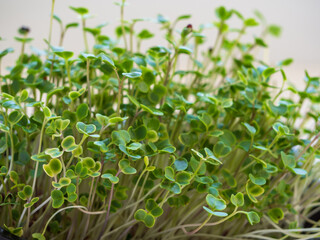 Micro-green. Young green shoots of micro-greenery in a container from a set for growing at home on...