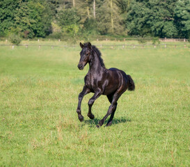 A cute 3 month old foal, male barock black, warmblood horse baroque type, run at a gallop in a green grass meadow, Germany 