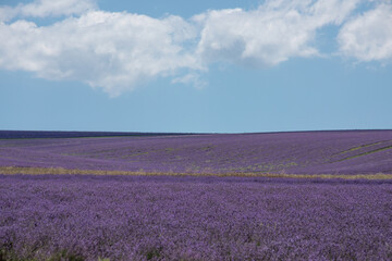 Large spacious lavender field ready for harvest. Lavender flowers against the summer sky.