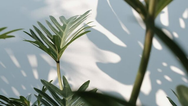 green Philodendron xanadu or Philodendron Winterbourn leaf with Shadow Monstera deliciosa leaf in wind blowing on white wall background, house plant, summer concepts nature background, slow motion