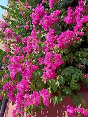 Obraz premium pink flowers