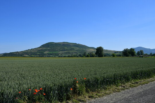 Champ de blé en été avec en arrière plan un vieux volcan dans la chaine des puy en Auvergne