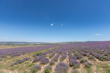 Large spacious lavender field ready for harvest. Lavender flowers against the summer sky.