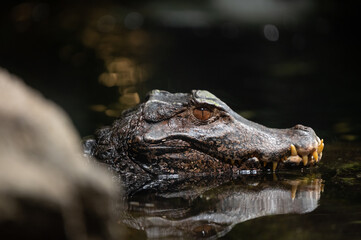 Krokodil im Tierpark