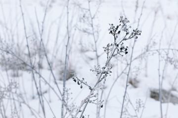Dry branches of grass and flowers on a winter snowy field. Seasonal cold nature background. Winter landscape details. Wild plants frozen and covered with snow and ice in meadow