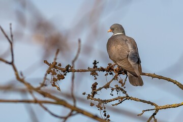 Portrait of a grey colored wood pigeon with white collar perching on a branch in a park on a sunny spring day. Blue sky in the background.