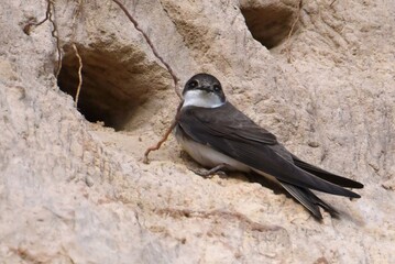 a bird on the ground