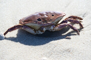 crab on the sand in Sylt Beach 