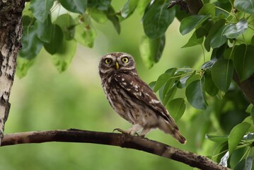 owl on branch
