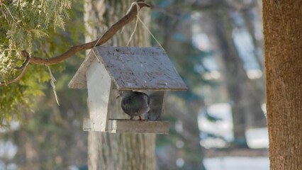 Cute pigeon on wooden bird feeder in snowy park. Caring for the environment. Feeding birds. Birdwatching concepts.
