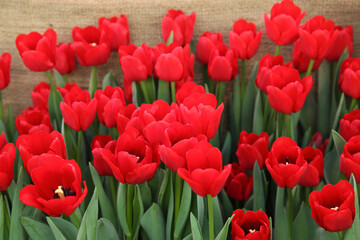 Red tulips in the garden, blurred floral background