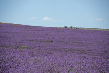 Obraz na płótnie Canvas Large spacious lavender field ready for harvest. Lavender flowers against the summer sky.