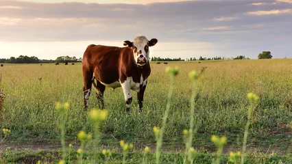 Gordijnen Cattle in pampas countryside, La Pampa, Argentina. © foto4440
