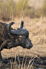 African Buffalo Bull, Kruger National Park