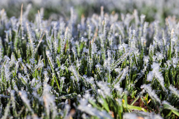 grass covered with ice and frost in the winter season