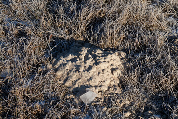 a mole hole in frost in winter